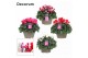 Cyclamen pers. lovely moments Garden Mix - Schaal 