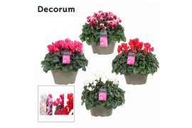 Cyclamen pers. lovely moments Garden Mix - Schaal