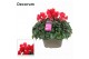 Cyclamen pers. lovely moments Garden Rood - Schaal 