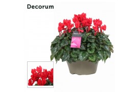 Cyclamen pers. lovely moments Garden Rood - Schaal