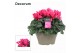 Cyclamen pers. lovely moments Garden Roze - Schaal 
