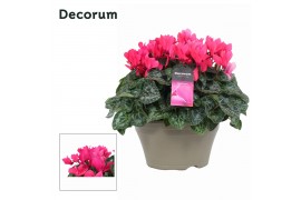 Cyclamen pers. lovely moments Garden Roze - Schaal