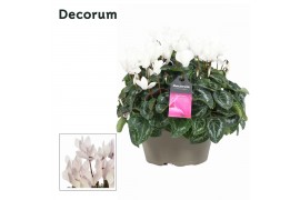Cyclamen pers. lovely moments Garden Wit - Schaal