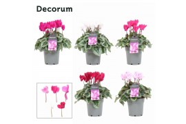 Cyclamen Magical Feelings Mix