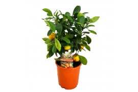 Citrofortunella microcarpa Citrus calamondin