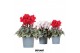 Cyclamen pers. midi super serie rembrandt Mixtray - Rood & Wit 