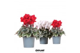 Cyclamen pers. midi super serie rembrandt Mixtray - Rood & Wit