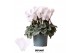 Cyclamen pers. midi super serie rembrandt Wit 
