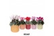 Cyclamen pers. midi Mix - Flare mix keramiek 