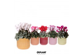Cyclamen pers. midi Mix - Flare mix keramiek