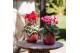 Cyclamen pers. midi Mix - Flare mix keramiek 