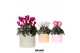 Cyclamen pers. midi Mix - Funky mix keramiek 