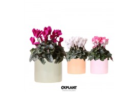 Cyclamen pers. midi Mix - Funky mix keramiek