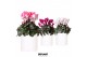 Cyclamen pers. midi Mix - Furrow White keramiek 