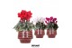 Cyclamen pers. midi Mix - Moonstone Red keramiek 