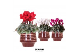 Cyclamen pers. midi Mix - Moonstone Red keramiek