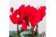 Cyclamen pers. midi Mix - Moonstone Red keramiek 