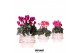 Cyclamen pers. midi Mix - Moonstone White keramiek 