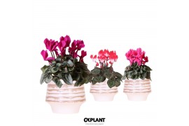 Cyclamen pers. midi Mix - Moonstone White keramiek