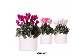 Cyclamen pers. midi Mix - Pastel White keramiek