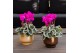Cyclamen pers. midi Mix - Scandic Gold mix keramiek 