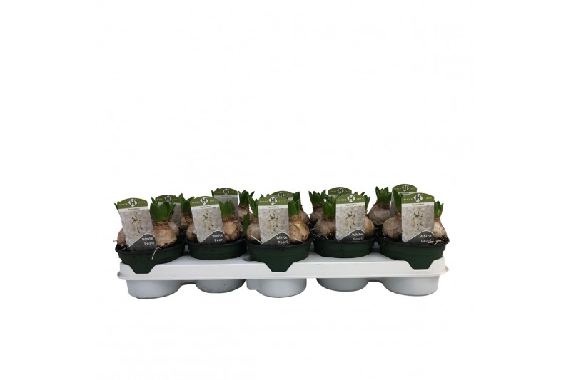 Hyacinthus orientalis white pearl 