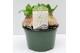 Hyacinthus orientalis white pearl 