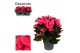 Begonia elatior hl. adonia pink decorum,1 pp 