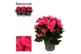 Begonia elatior hl. adonia pink decorum,1 pp