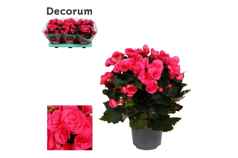 Begonia elatior hl. adonia pink decorum,1 pp Begonia elatior hl. adonia pink decorum,1 pp