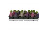 Hyacinthus orientalis mix Hyacint gemengd 4 kleuren 35 bl. 1 per pot