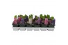 Hyacinthus orientalis mix Hyacinthus orientalis gemengd 4 kleuren 35 b