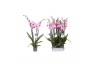 Phalaenopsis anthura washington 4 tak - 25+ bloemen
