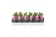 Hyacinthus orientalis pink pearl 
