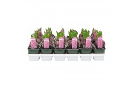 Hyacinthus orientalis pink pearl