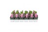 Hyacinthus orientalis pink pearl