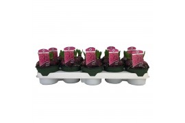 Hyacinthus orientalis pink pearl