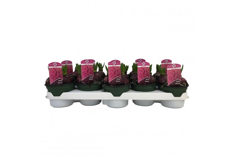 Hyacinthus orientalis pink pearl 