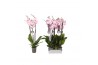 Phalaenopsis rosion 3 tak - 22+ bloemen