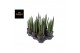 Sansevieria cylindrica mohawk 