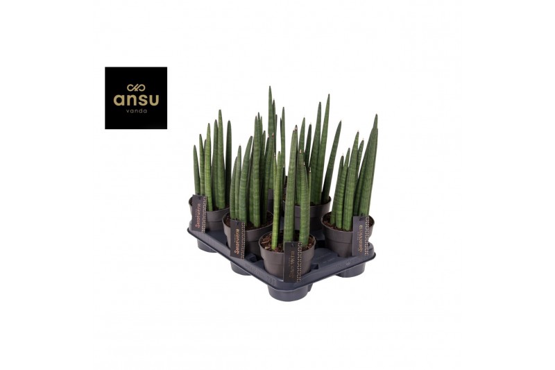 Sansevieria cylindrica mohawk 
