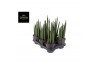 Sansevieria cylindrica mohawk
