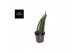 Sansevieria cylindrica mohawk 