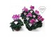 Super Serie Fusion Midi Cyclamen Exclusive® Fusion17 cm diameter paars 