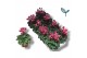 Cyclamen pers. super serie compact fuji Rood 