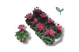 Cyclamen pers. super serie compact fuji Rood