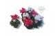 Cyclamen pers. super serie merengue Mixtray - Rood & Wit - Exclusive® 