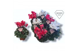 Cyclamen pers. super serie merengue Mixtray - Rood & Wit - Exclusive®