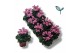 Cyclamen pers. metis victoria Creme/Roze 
