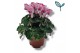 Cyclamen pers. metis victoria Creme/Roze 
